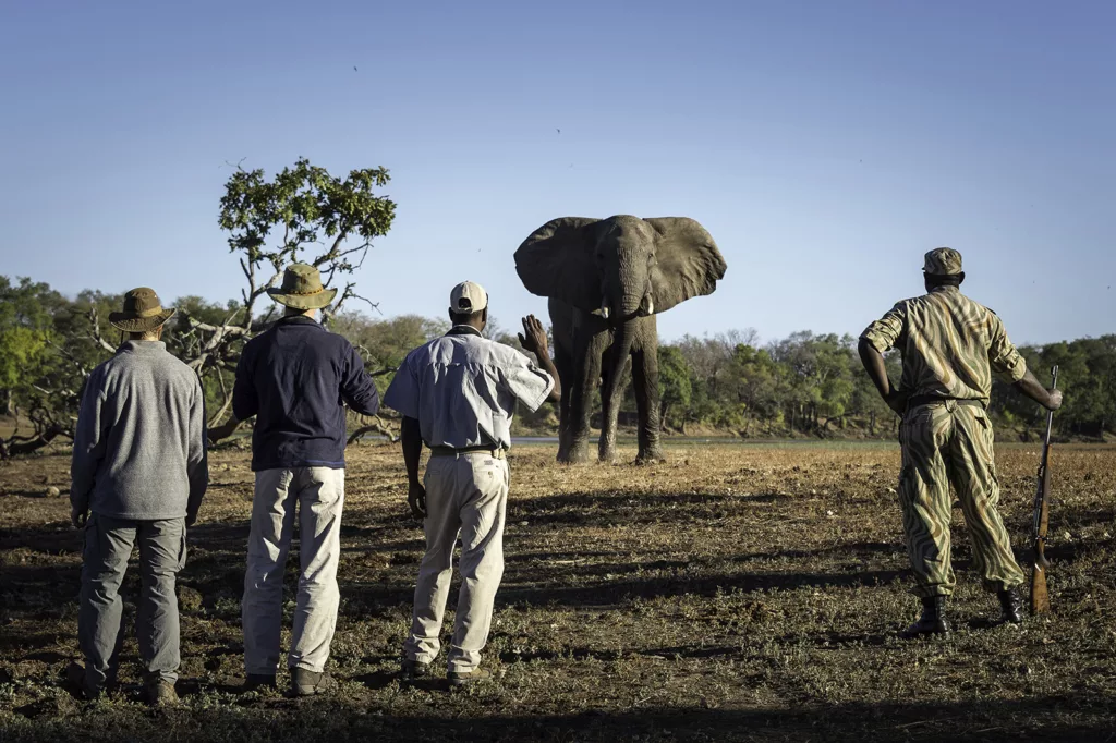 Up close and personal met olifanten, op authentieke safari in South Luangwa Zambia kan het.