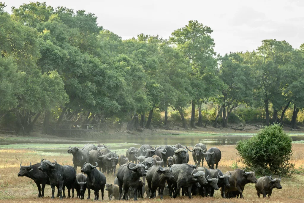 Op safari in South Luangwa, Zambia, een reis met Afrika voor jezelf